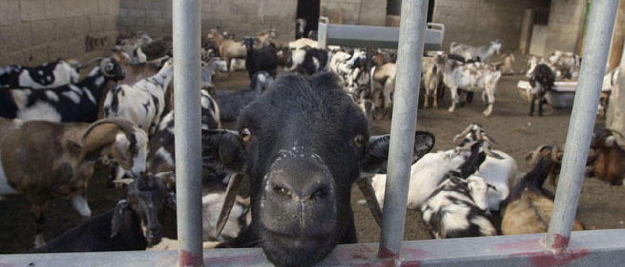 Corral de cabras de una ganadería de Guatiza, en el municipio de Teguise.