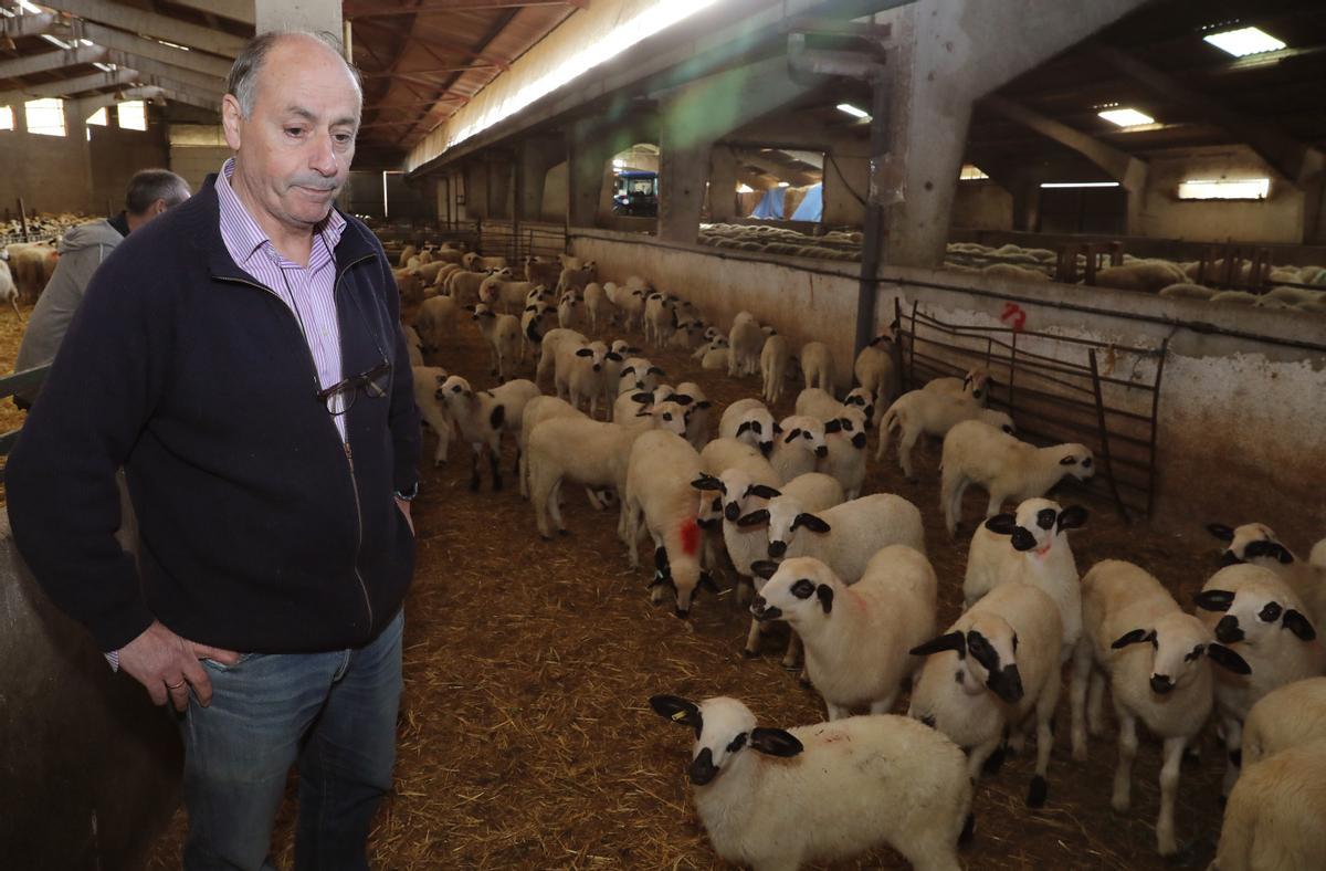 El presidente de ANCHE, junto a lechazos de la raza churra en su explotación  de Villerías (Palencia)