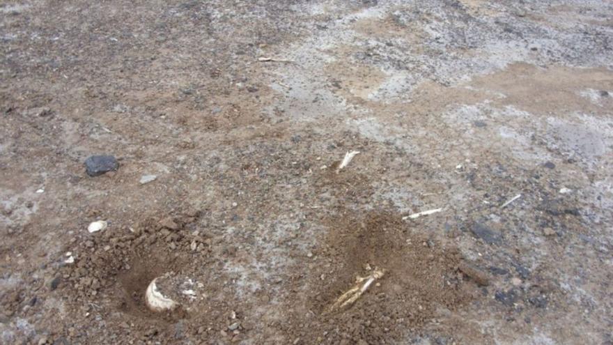 Parte de los restos humanos localizados en 2010 en una parcela de la cosa de Los Silos, cerca de Piedra de las Viejas. | | EL DÍA