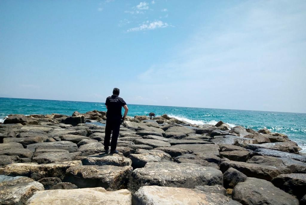 Abaten a un jabalí en El Campello tras obligar de desalojar una playa y dejar dos heridos