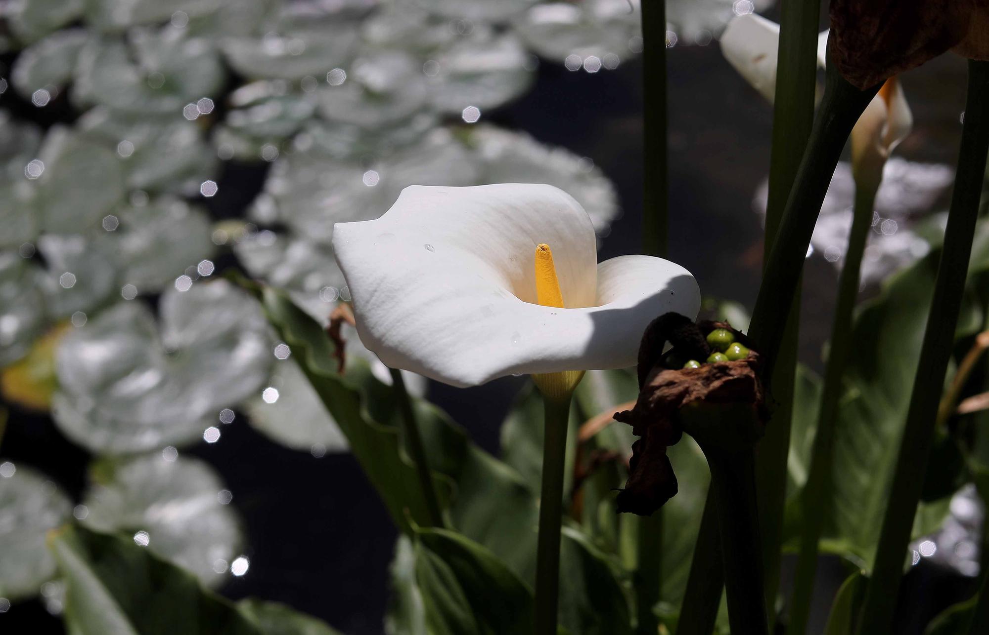 Las flores del Jardín Botánico en primavera