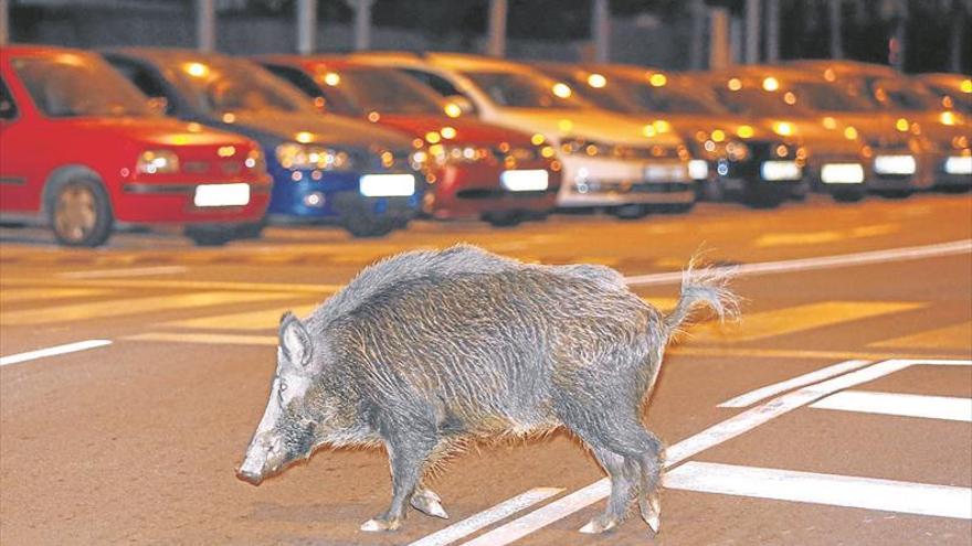 Los cazadores, indignados con el Consell por fiscalizarlos, urgen atajar la plaga de jabalís