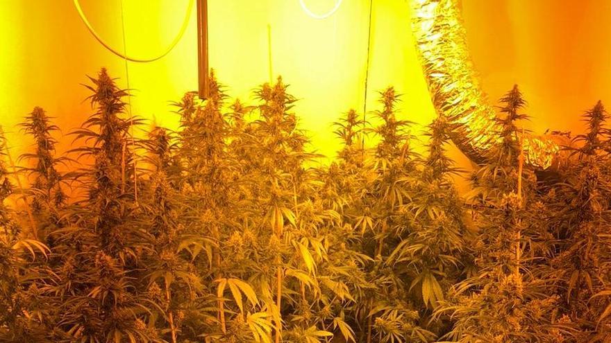 La plantació de marihuana descoberta a Berga