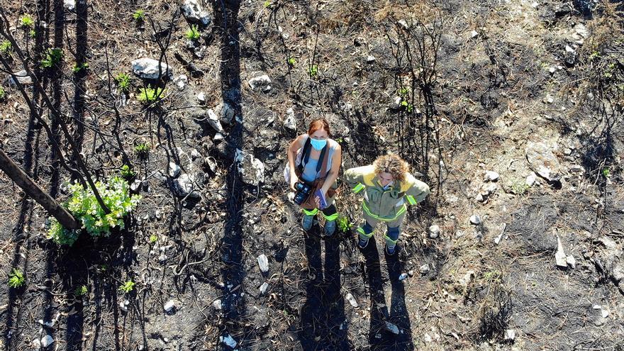 Esclarecidos cinco incendios en Pontevedra y Ourense: tres intencionados y dos por descuidos