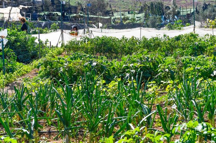 Huertos que dan la vida en Agüimes