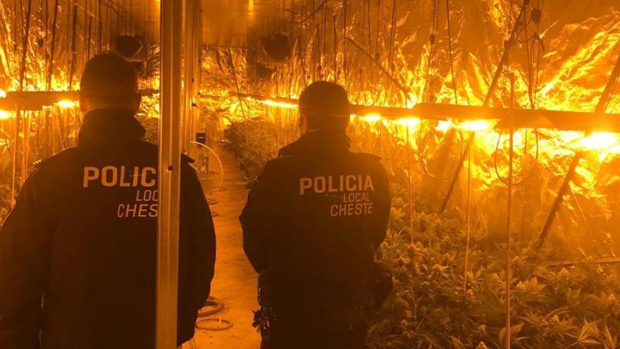 La Policía de Cheste descubre 1.320 plantas de marihuana en una nave