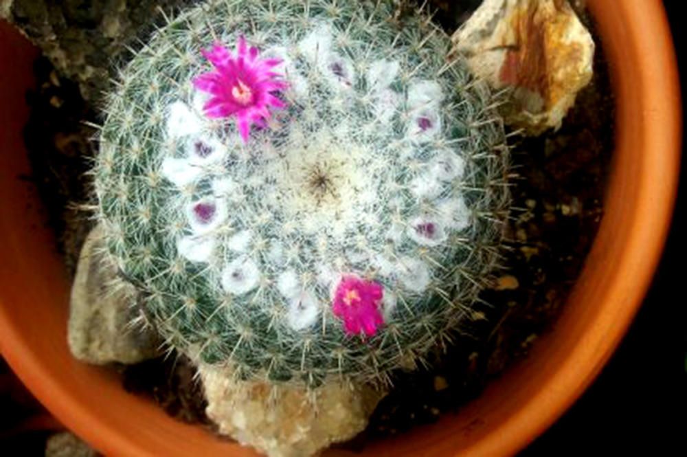 Encara que siguem a l'hivern, aquest cactus ha florit i mostra unes boniques flors.