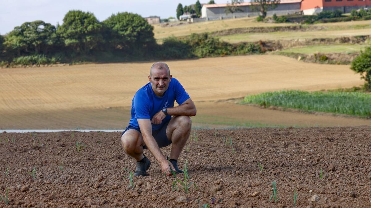 Alfonso Fernández, en sus campos de maíz en Gozón.