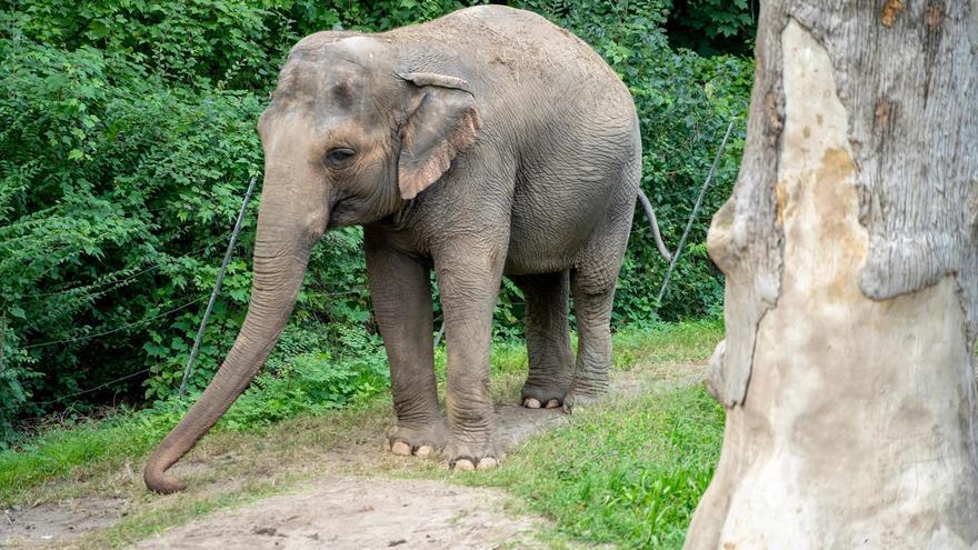 La triste historia de la elefanta &#039;Happy&#039; de Nueva York