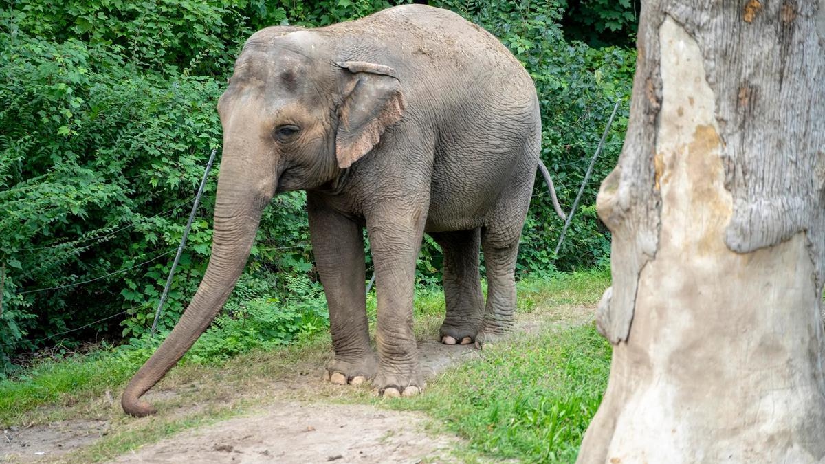 La triste historia de la elefanta Happy