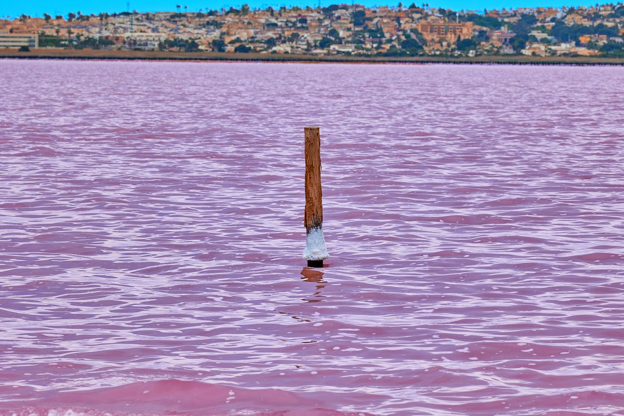 Un paraíso natural escondido en la orilla del mar que baña Torrevieja.
