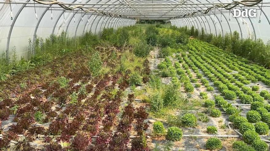 Vídeo: Ordeig vol augmentar l'agricultura i la ramaderia ecològiques ampliant els dinamitzadors i conscienciant els consumidors