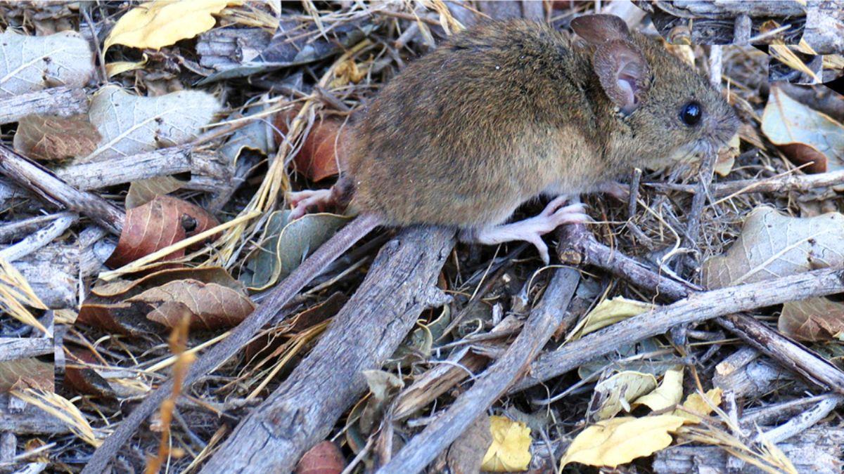 El ratón que transmite el hantavirus de los Andes y que no puede nadar en el mar