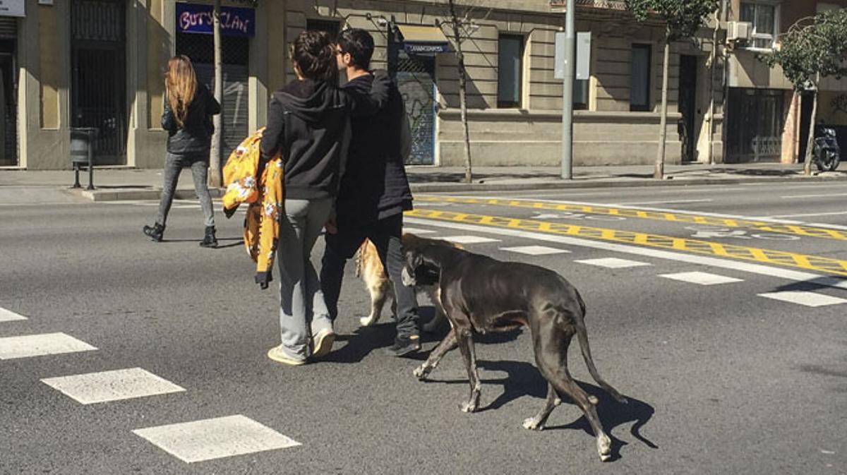 Els veïns de Barcelona opinen sobre el decret que el 2018 prohibirà portar els gossos sense lligar a la via pública.  