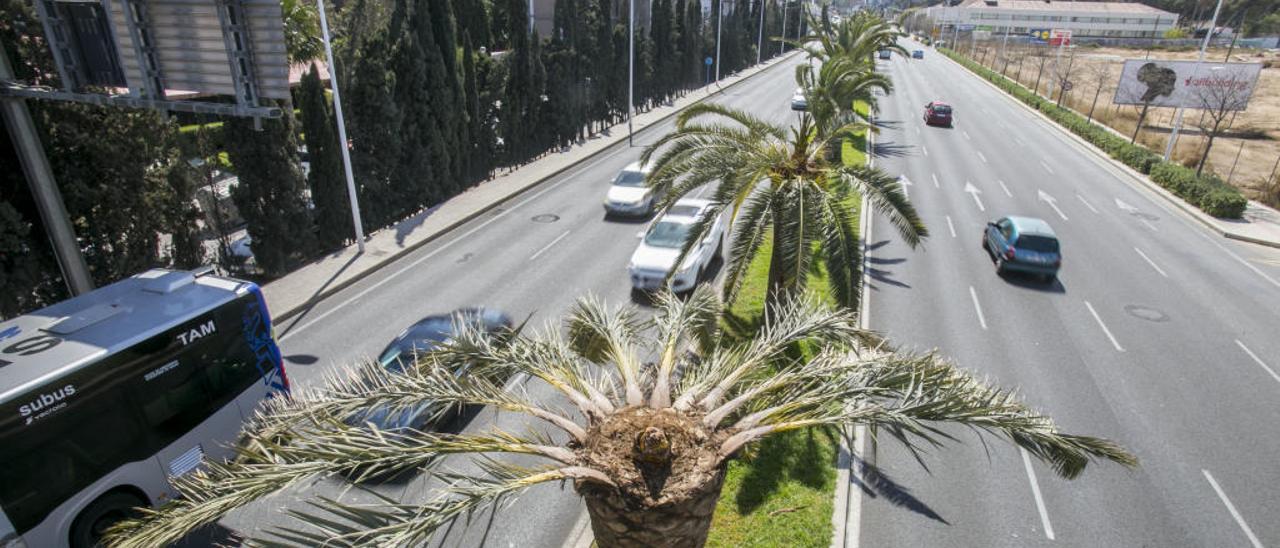 Una de las palmeras de la mediana de la avenida de Dénia infestada por el picudo. Se aprecia la copa seca y las ramas caídas.