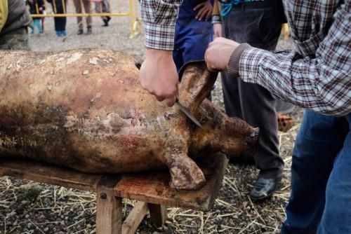 Matanza tradicional en Monfarracinos