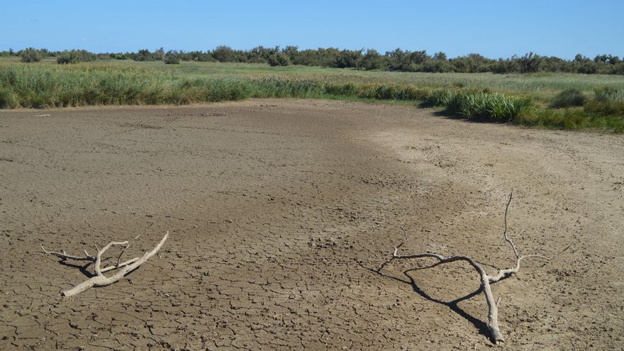 VÍDEO | Els Aiguamolls de l&#039;Empordà viuen la situació més crítica dels darrers anys