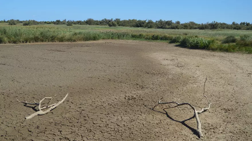 VÍDEO | Els Aiguamolls de l'Empordà viuen la situació més crítica dels darrers anys