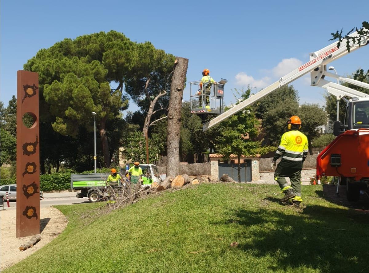 El servei de verd urbà de Parets realitza la tala controlada del cedre de la plaça de la Salut El servei de verd urbà de Parets realitza la tala controlada del cedre de la plaça de la Salut