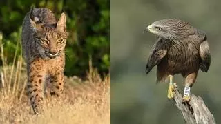 Linces ibéricos contra milanos negros en Doñana: la falta de conejos lleva al felino a cazar las crías de la rapaz