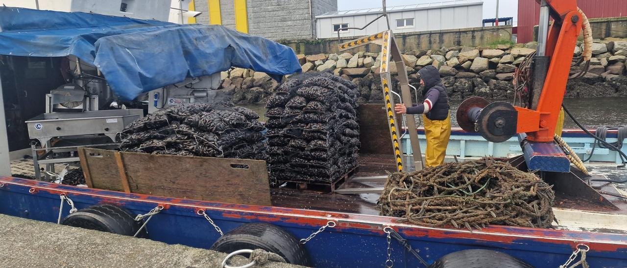 Descargas de mejillón para fresco en el muelle de A Illa de Arousa, ayer. |   //  M. MÉNDEZ