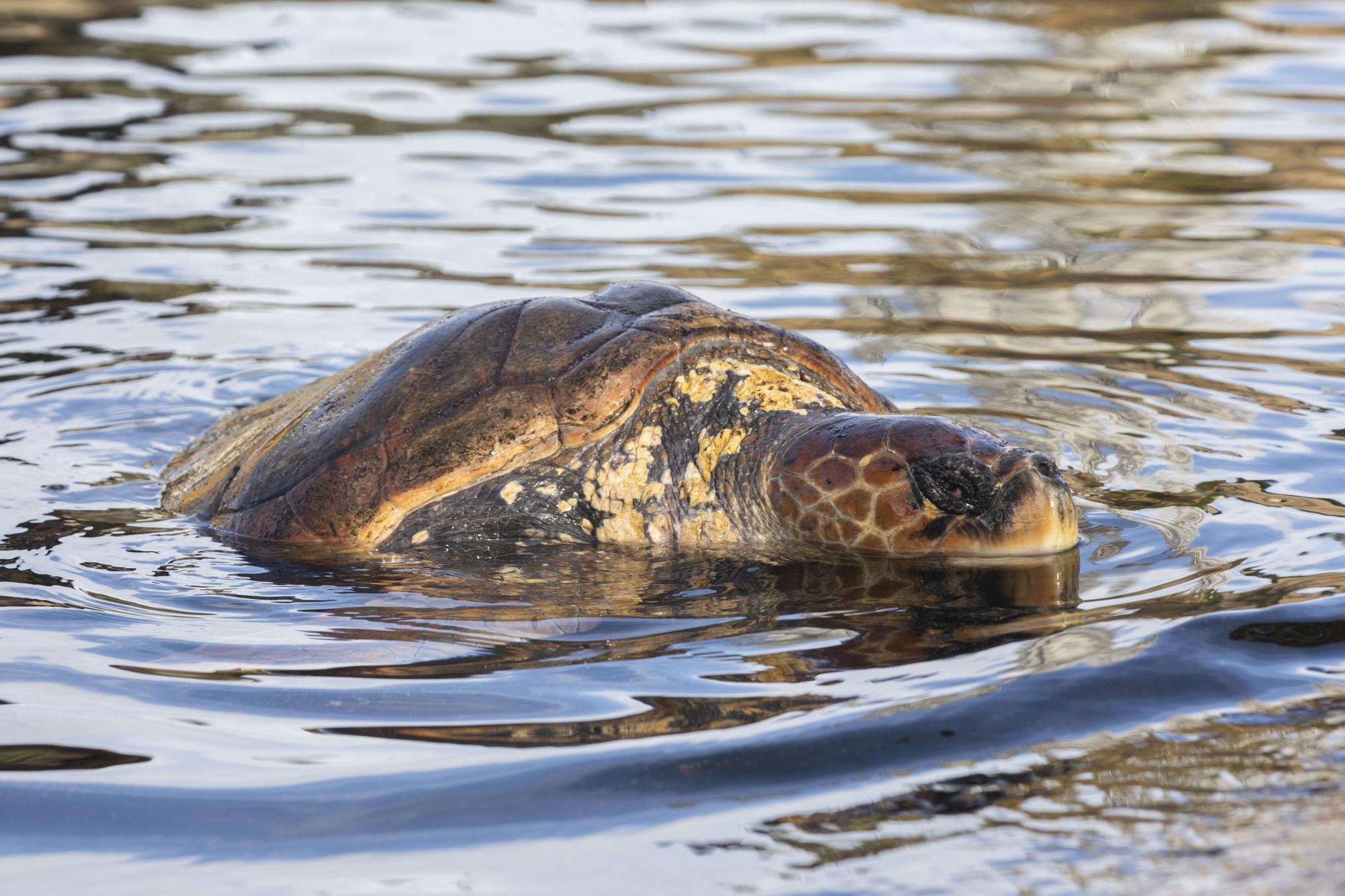 El Oceanogràfic presenta su campaña 'Tortugas 2022'