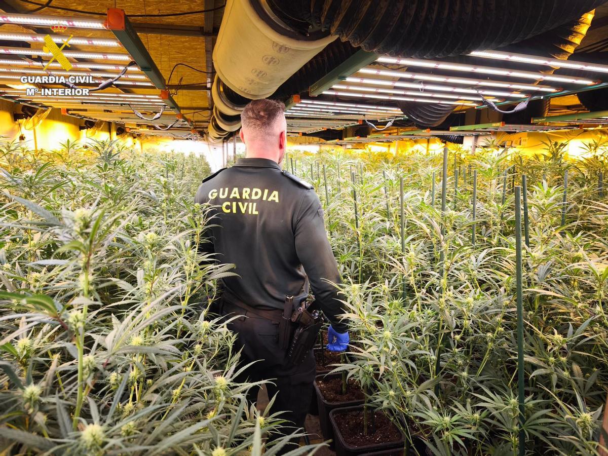 Un agente de la Guardia Civil, rodeado de plantas de marihuana.