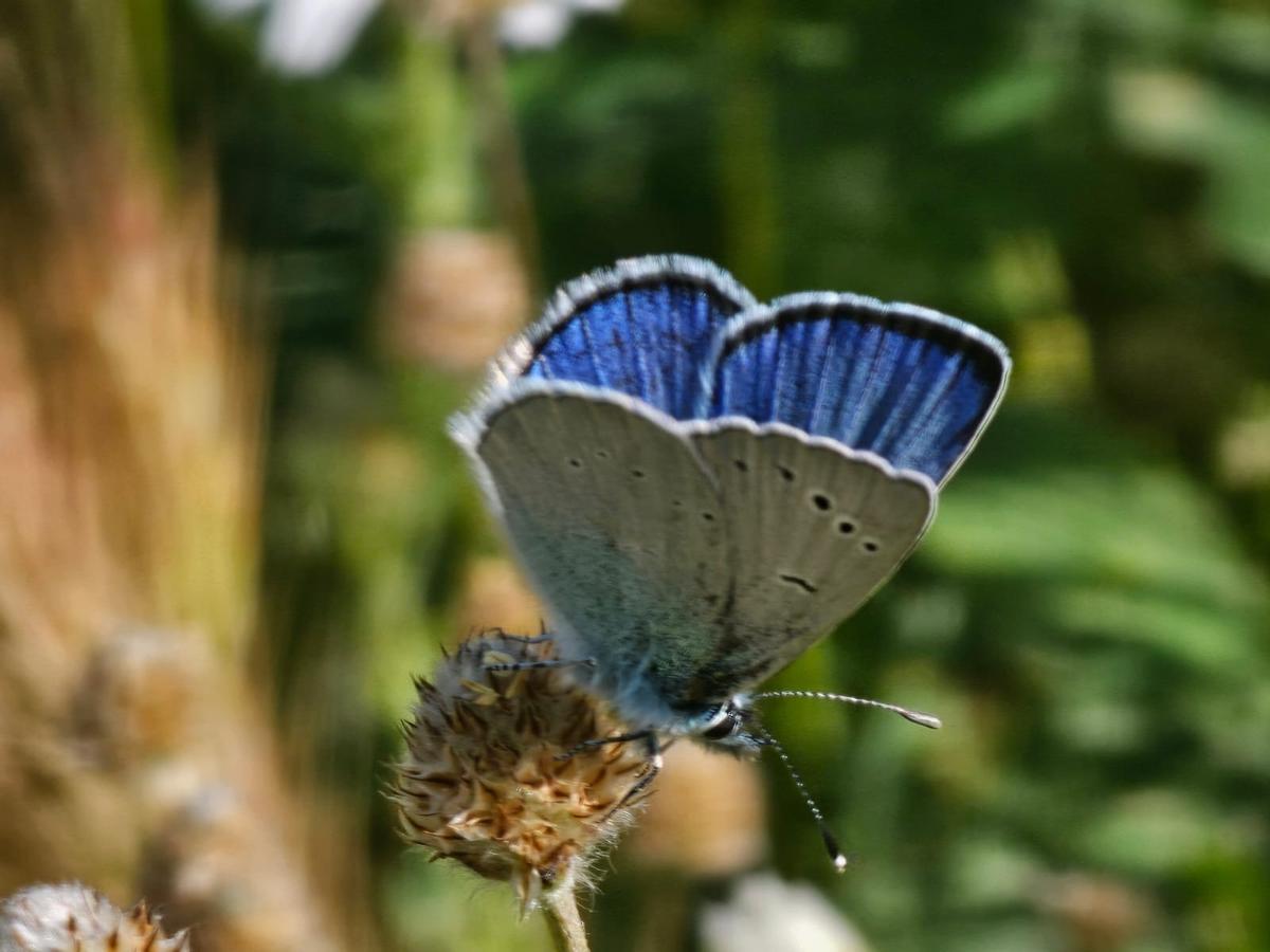 , proyecto organizado por la Asociación Mundo Artrópodos y encargado de concienciar e intentar dar más visualización a aquellos lepidópteros encargados de la polinización.