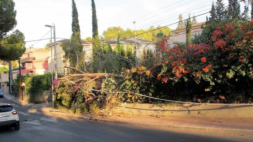 El pino caído esta semana en la calle La Paz, ocupando gran parte de la acera.