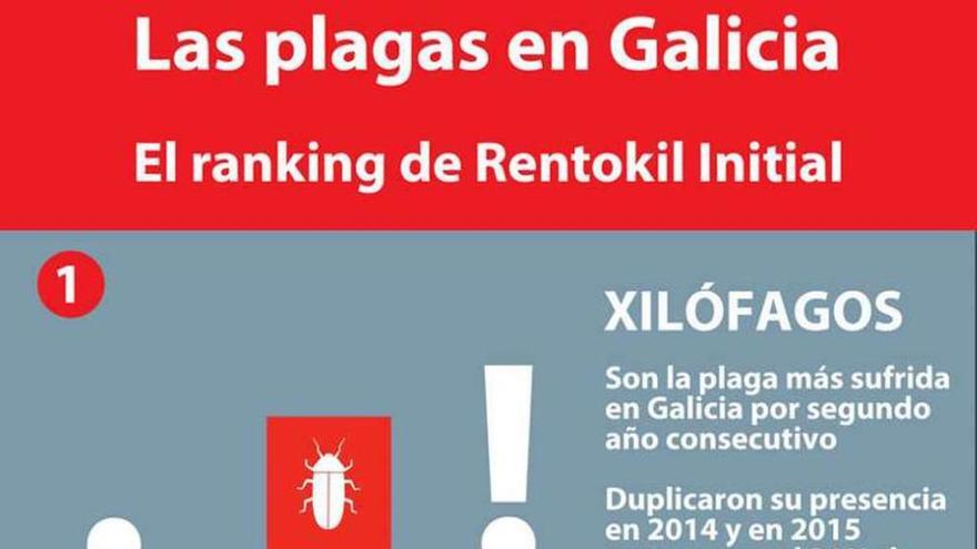 Galicia sufre el mayor número de plagas de pulgas en España
