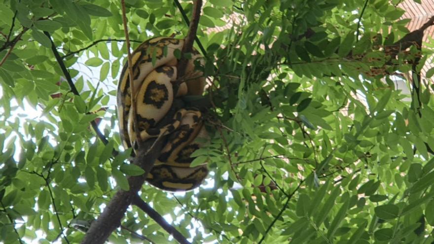 Vídeo de la pitón al ser encontrada en un árbol de Les Corts.