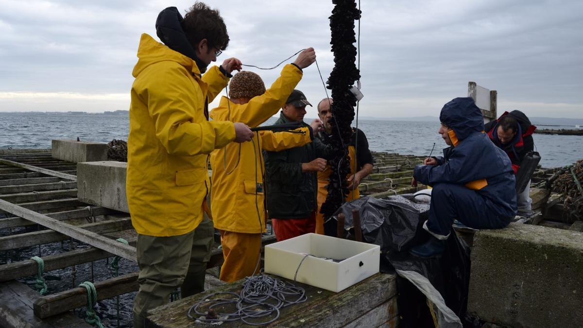 Uno de los test previos en una batea de la Ría de Arousa