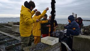 Uno de los test previos en una batea de la Ría de Arousa