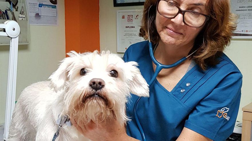 Los efectos negativos de esta normativa no solo afectan a los veterinarios, sino también a los propietarios de animales y a la sociedad en su conjunto.