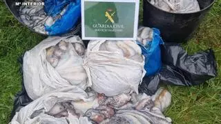 Incautados más de 100 kilos de pulpo inmaduro en Malpica
