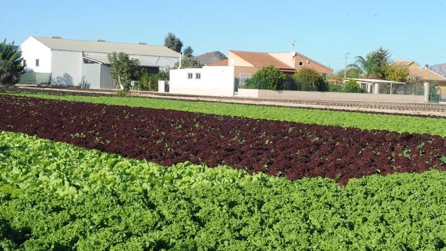 Cultivos en Casillas, uno de los pocos lugares donde la huerta aún está muy presente.