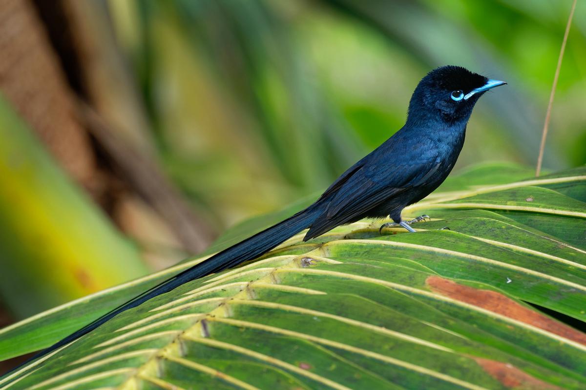 Seychelles paradise flycatcher, forest-dwelling bird endemic to the Seychelles