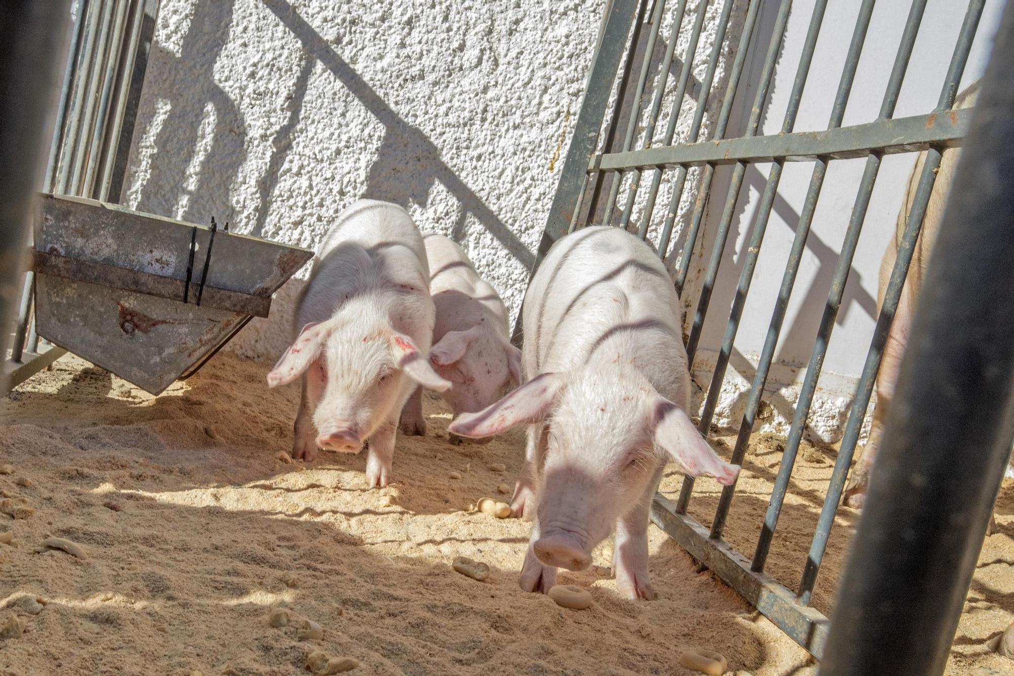 Orihuela: un San Antón con mascarilla