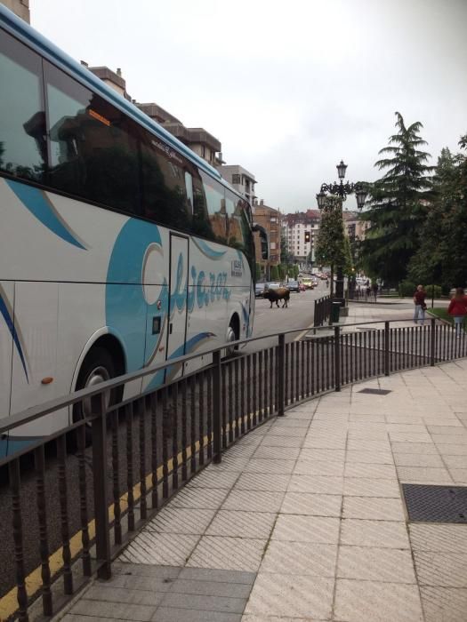 Un toro causa la alarma en el centro de Oviedo