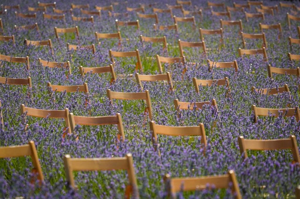 Festival de la Lavanda
