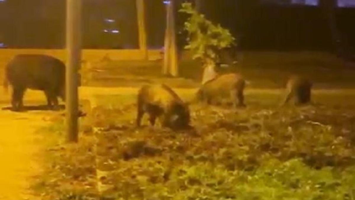 Un grupo de jabalíes causa destrozos en un parque de Benicàssim