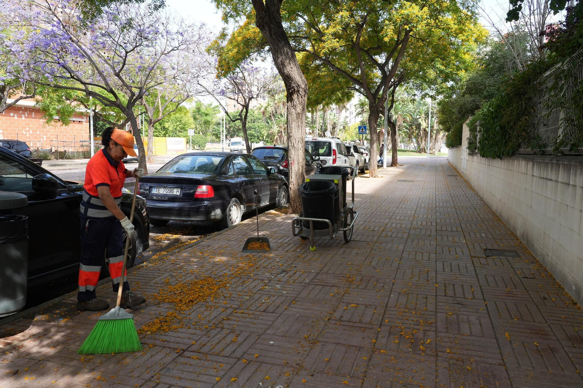 La floración tiñe las calles de Castelló
