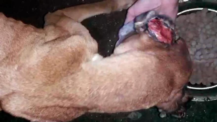Maltrato animal: rescatan dos perros desnutridos en una finca de Redondela