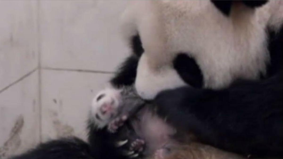 El vídeo mostra a la primera cria d’ós panda nascuda en captivitat aquest 2014.