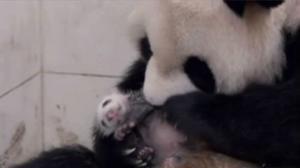 El vídeo mostra a la primera cria d’ós panda nascuda en captivitat aquest 2014.