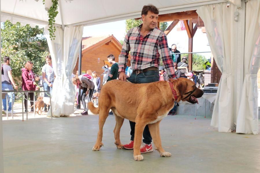 Concurso de perros en La Aldehuela