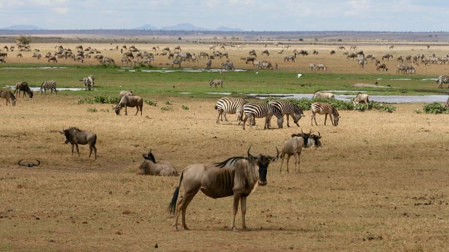 Los expertos mundiales en Sanidad de Fauna Silvestre abordan en Gran Canaria las futuras pandemias
