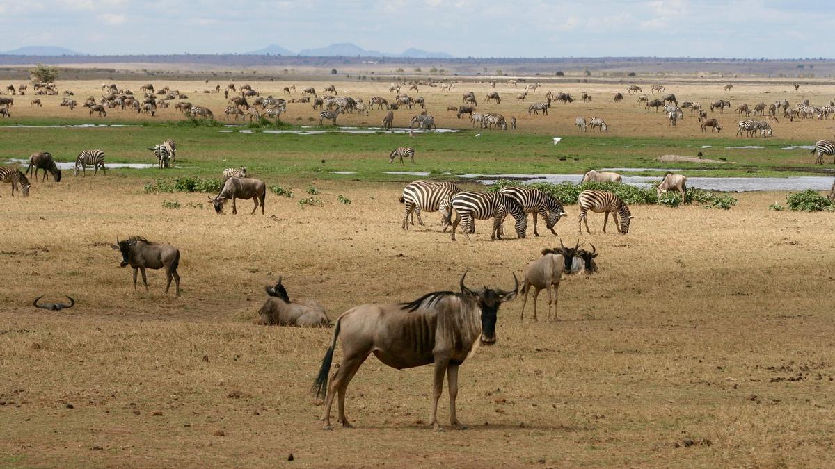 Fauna de la sabana.