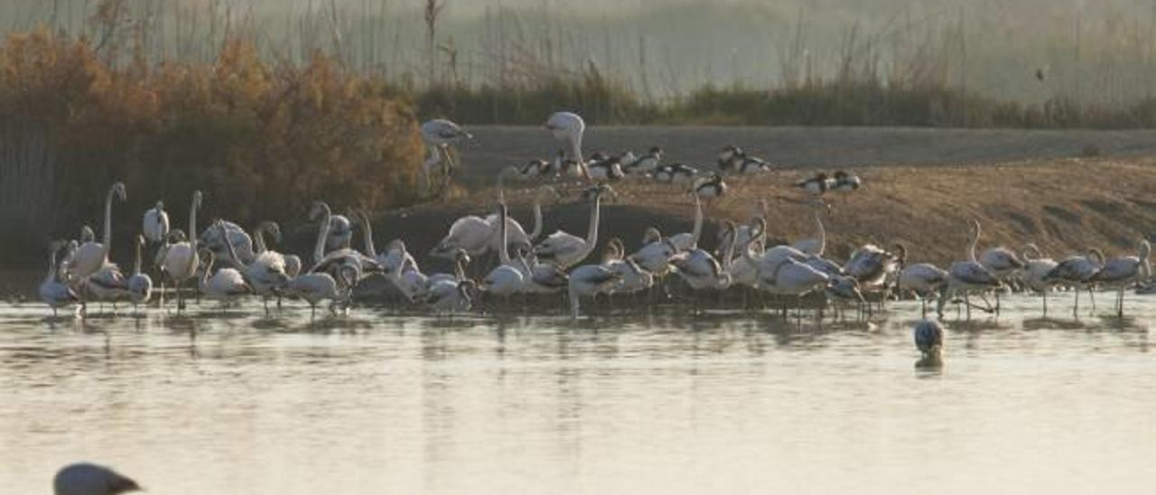 El Parque Natural de El Hondo da cobijo a ocho especies en peligro de extinción