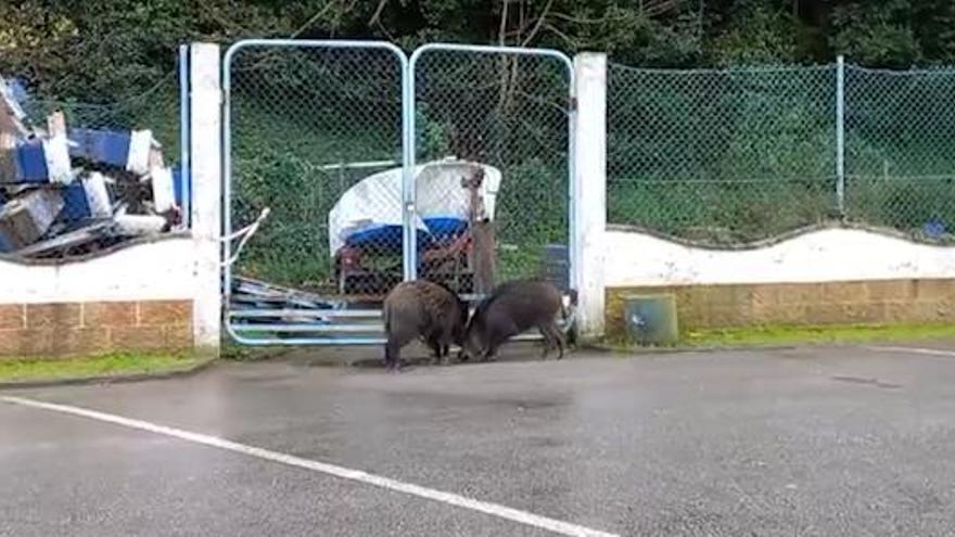 VÍDEO: Dos jabalíes campan a sus anchas por el puerto de Castropol